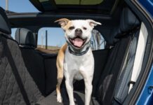 Bentley Тепер Пропонує Розкішні Аксесуари для Вашого Четвероногого Друга